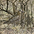 This saltmarsh is well known for the roosting site for Pacifis Golden Plovers (Sept to April).